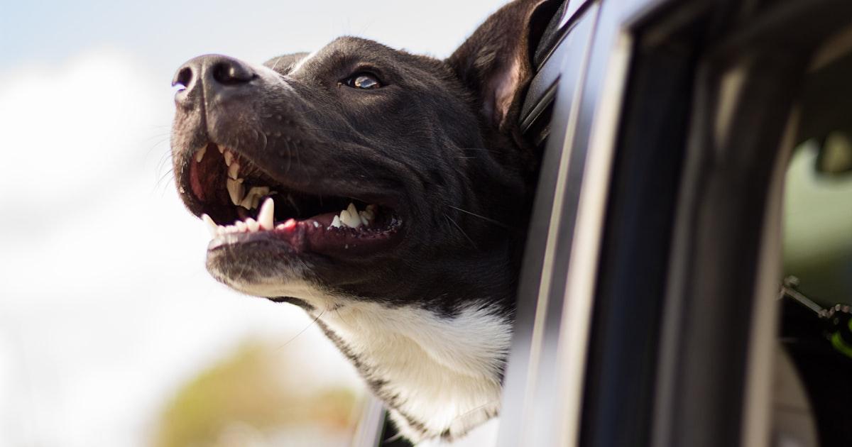Trennungsangst beim Hund: Der komplette Ratgeber für Ihren Begleiter
