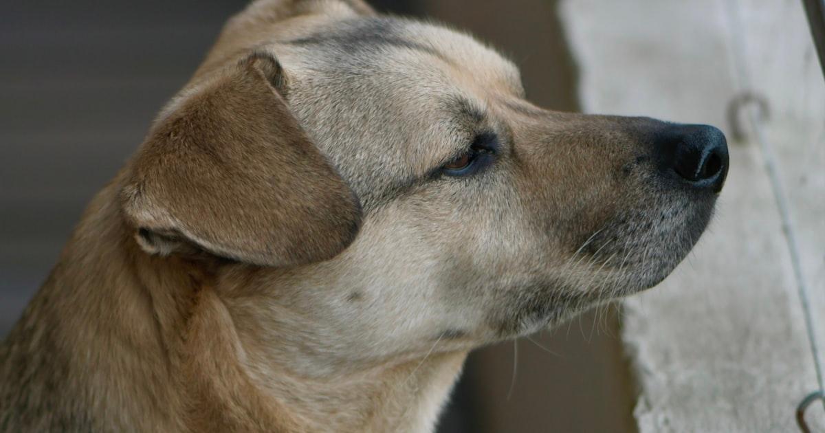 Hund bellt in der Wohnung: Lösungen für ein harmonisches Zusammenleben