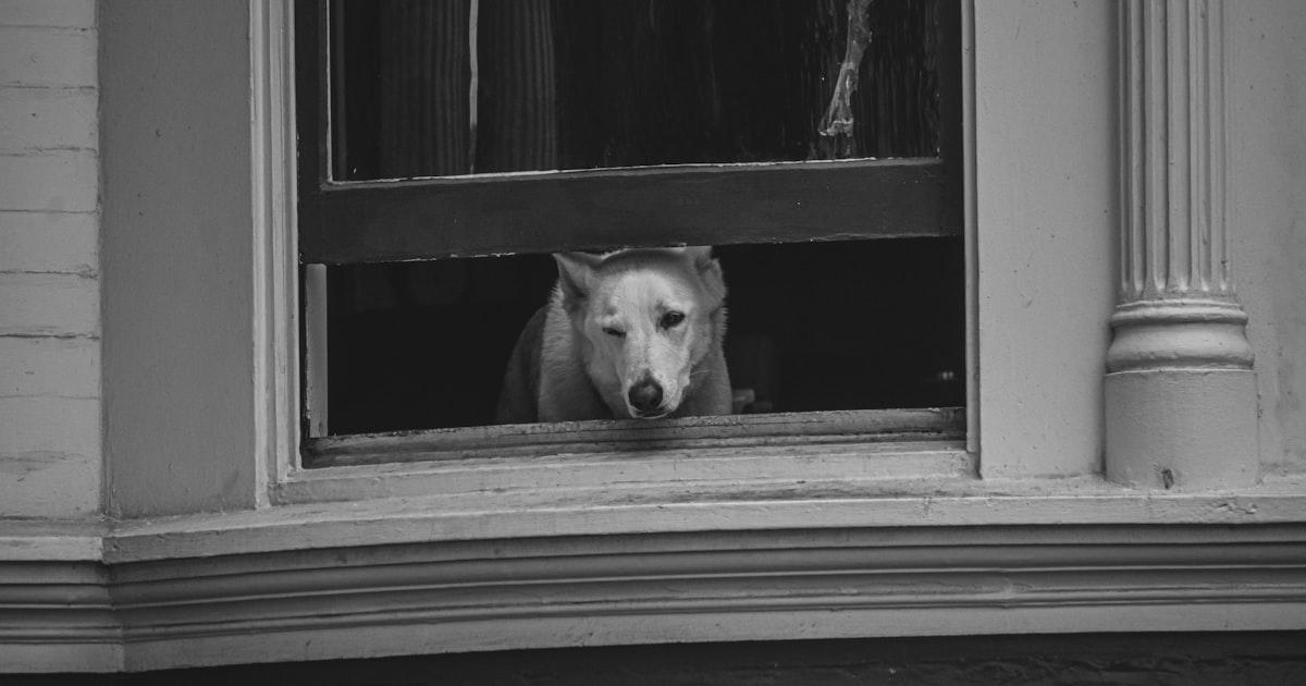 Mein Nachbar beschwert sich über meinen bellenden Hund: Was tun?
