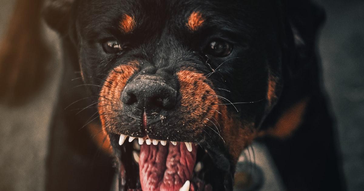 Warum bellt mein Hund? Die 7 Hauptursachen