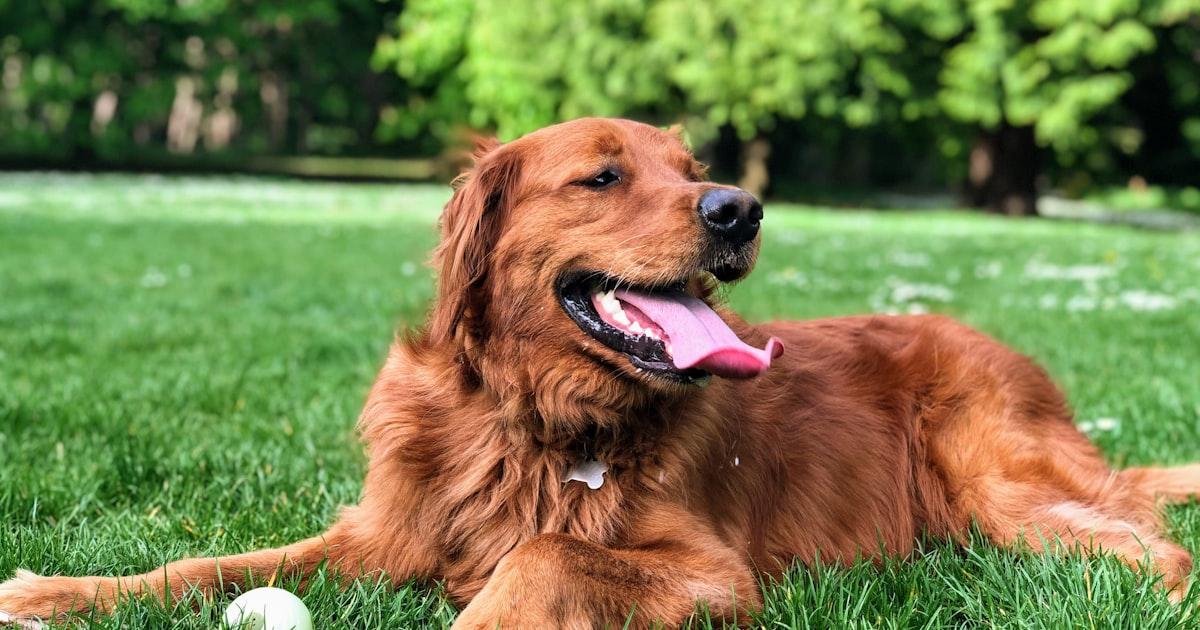 So trainieren Sie Ihren Hund, nicht mehr zu bellen: Kompletter Leitfaden 2024