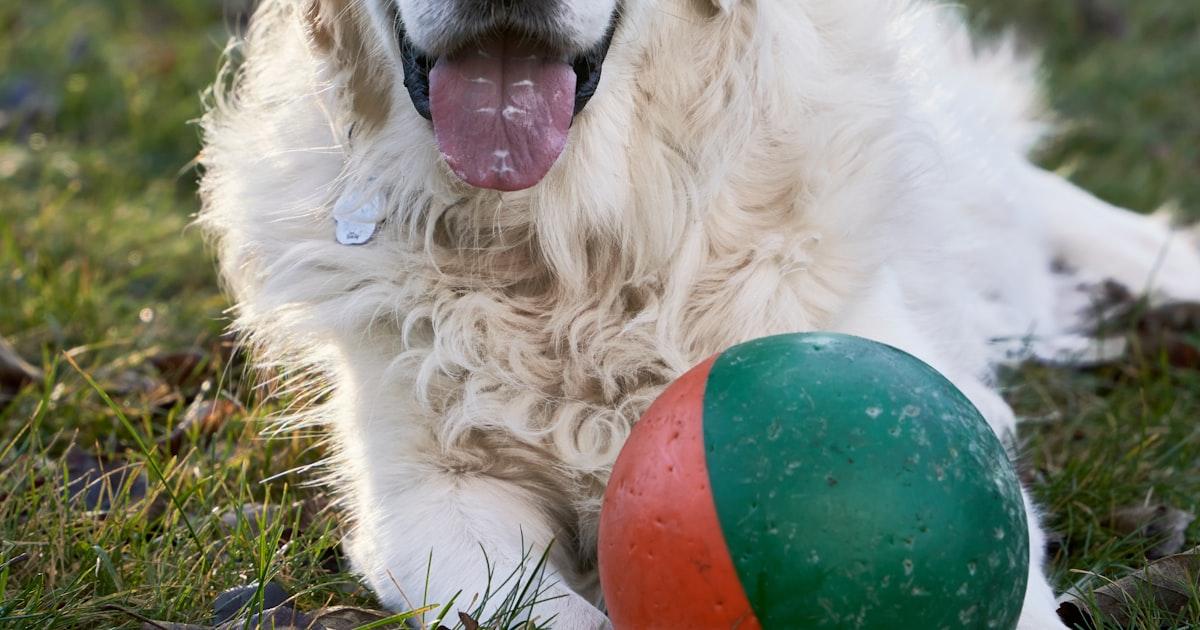 So beruhigen Sie einen ängstlichen Hund: 7 Techniken, die funktionieren