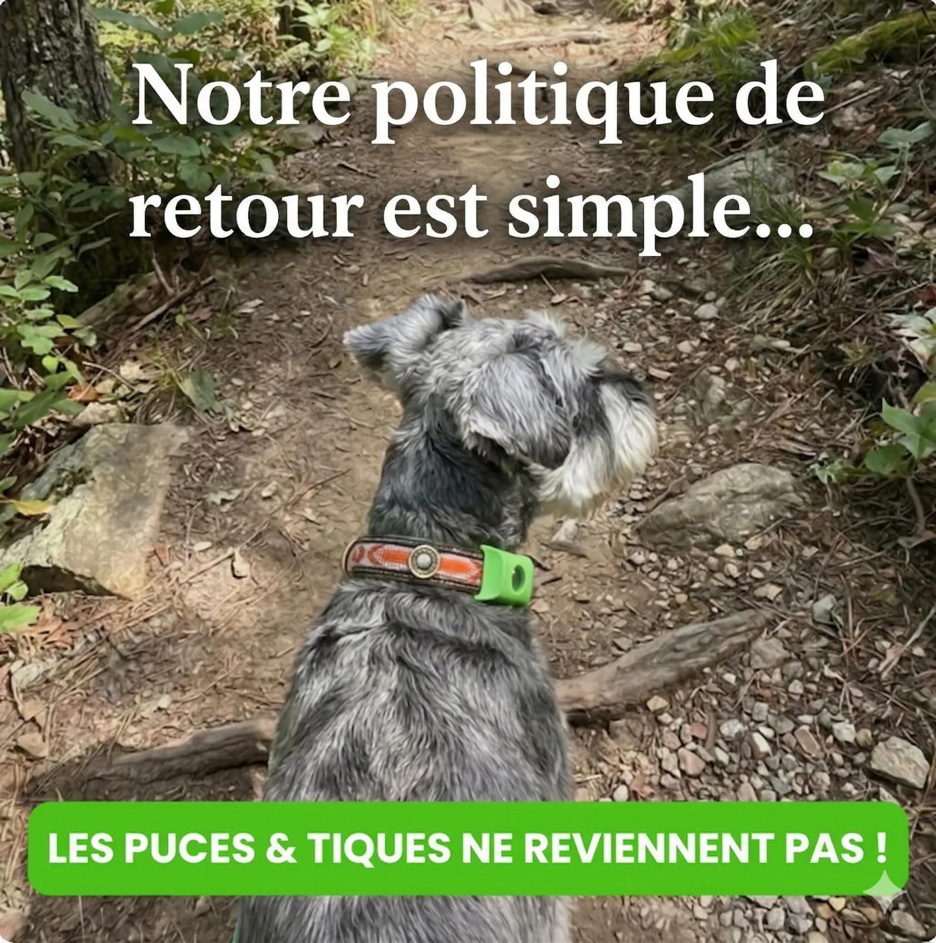 Collier Anti-Puces Chien : Guide Complet Pour Bien Choisir en 2026