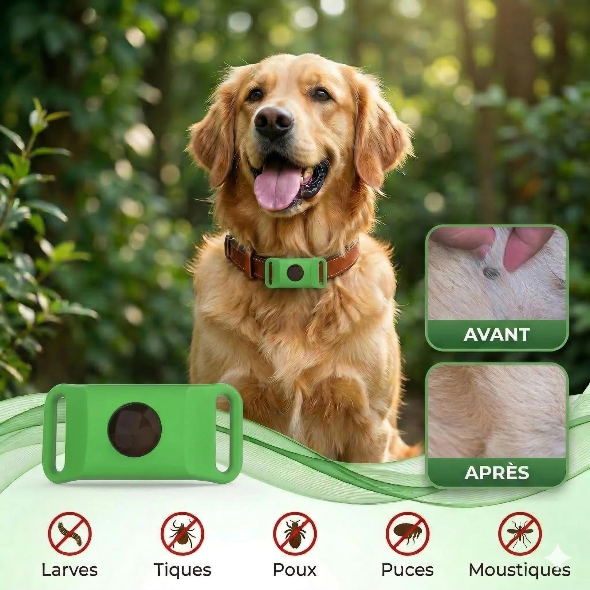 Mon Chien a des Puces : Que Faire ? Le Guide Complet 2026