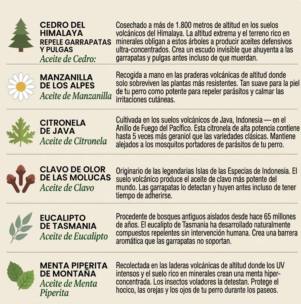 Colgante Antipulgas Natural — Protección 12 Meses para Perros - photo 7