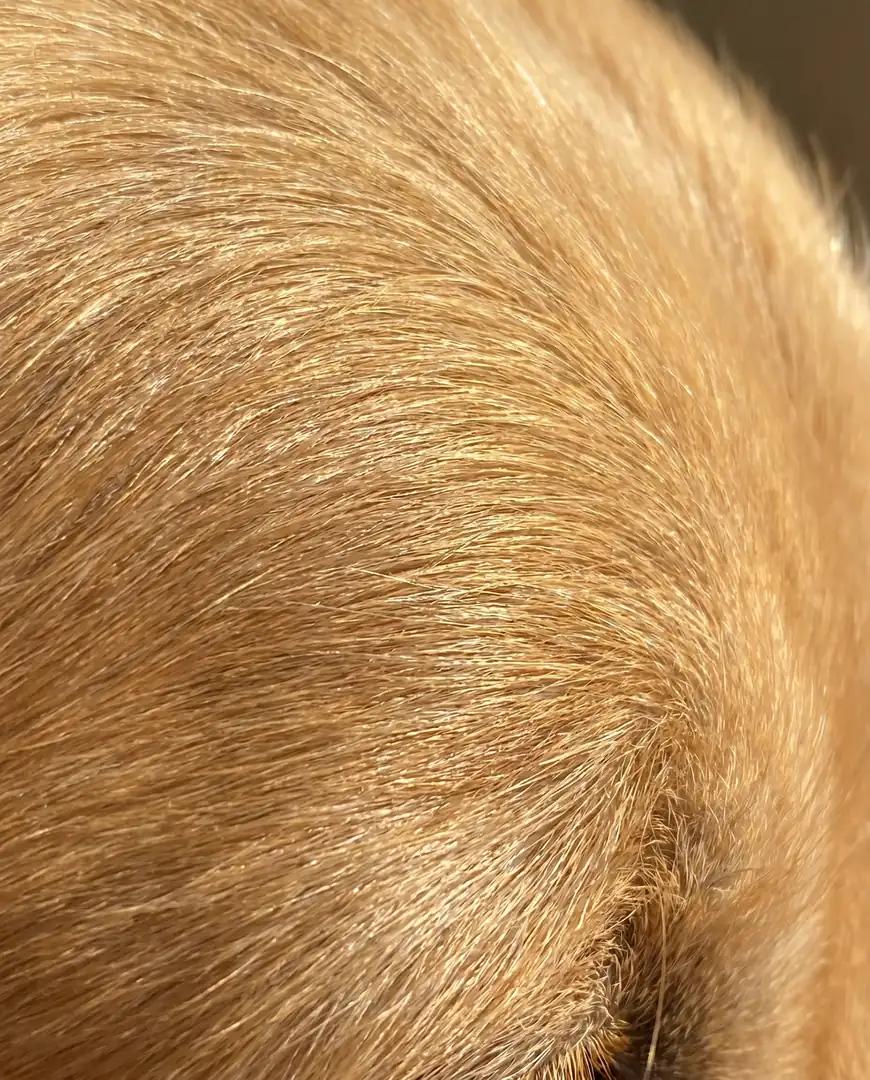 Gros plan sur un pelage de chien sain et brillant