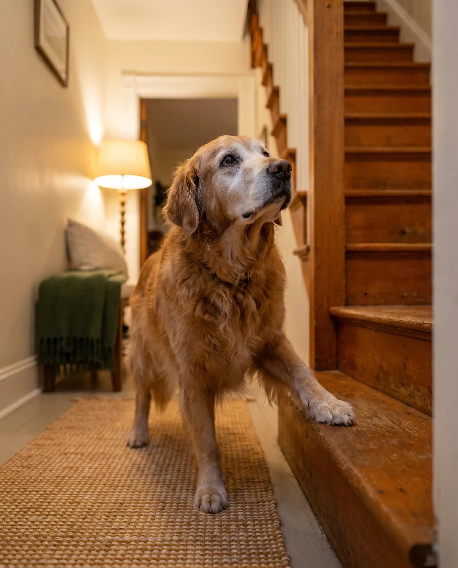 Un chien senior au museau grisonnant qui marque une pause en bas des escaliers, une patte sur la première marche, le regard levé.