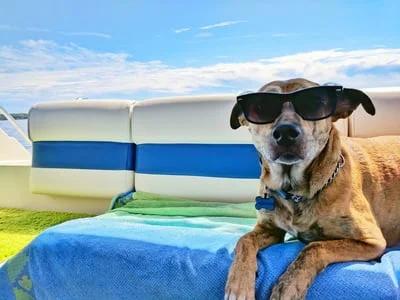 Grand Tapis Rafraîchissant en Soie Glacée — Chien & Chat